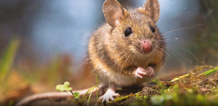 Field mouse identification icon